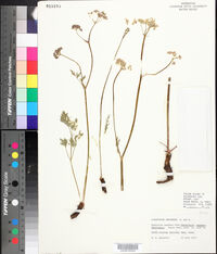 Ligusticum purpureum image