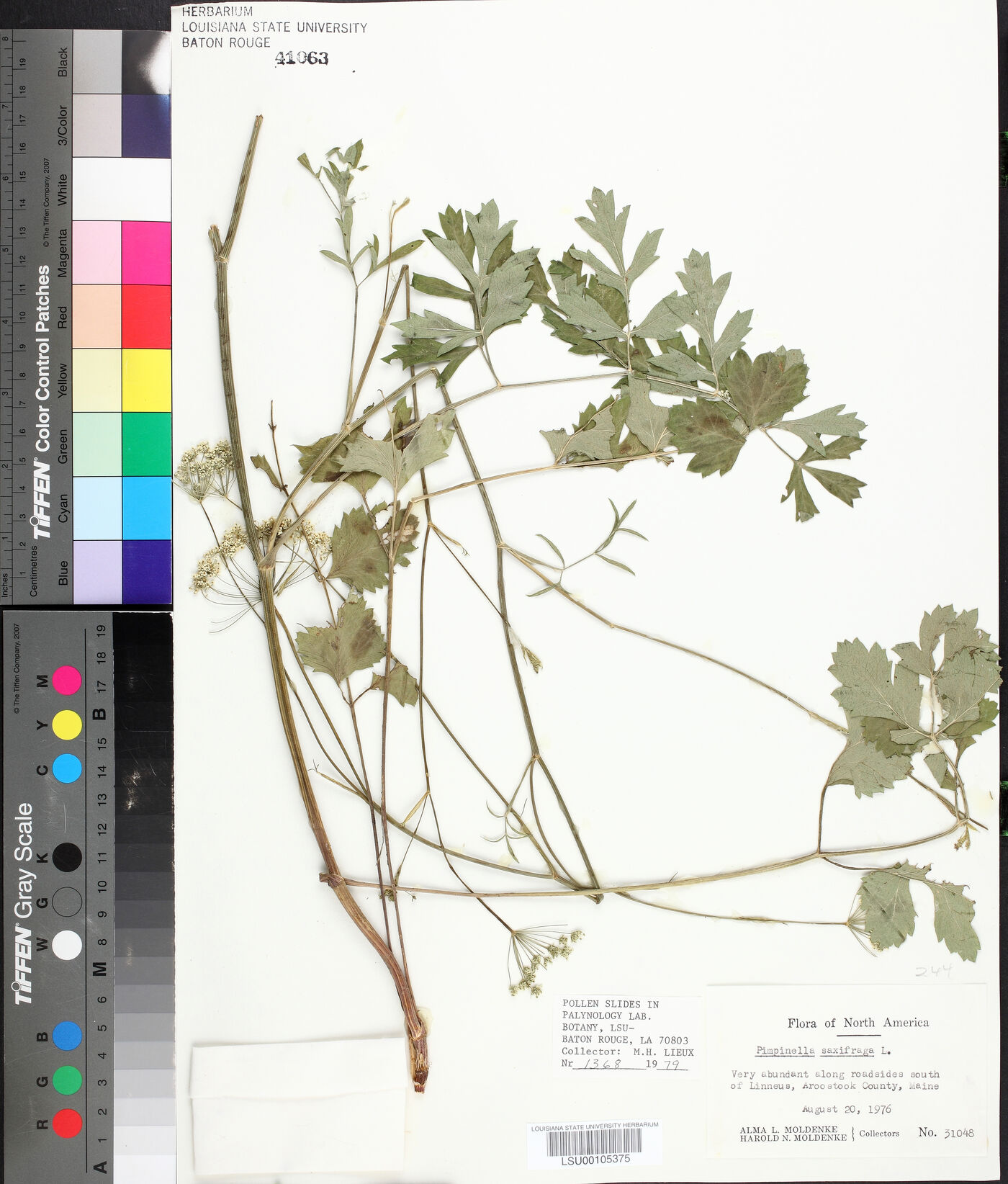 Pimpinella saxifraga image