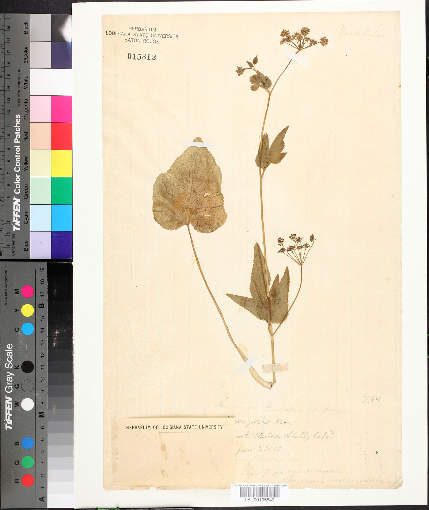 Thaspium cordatum image