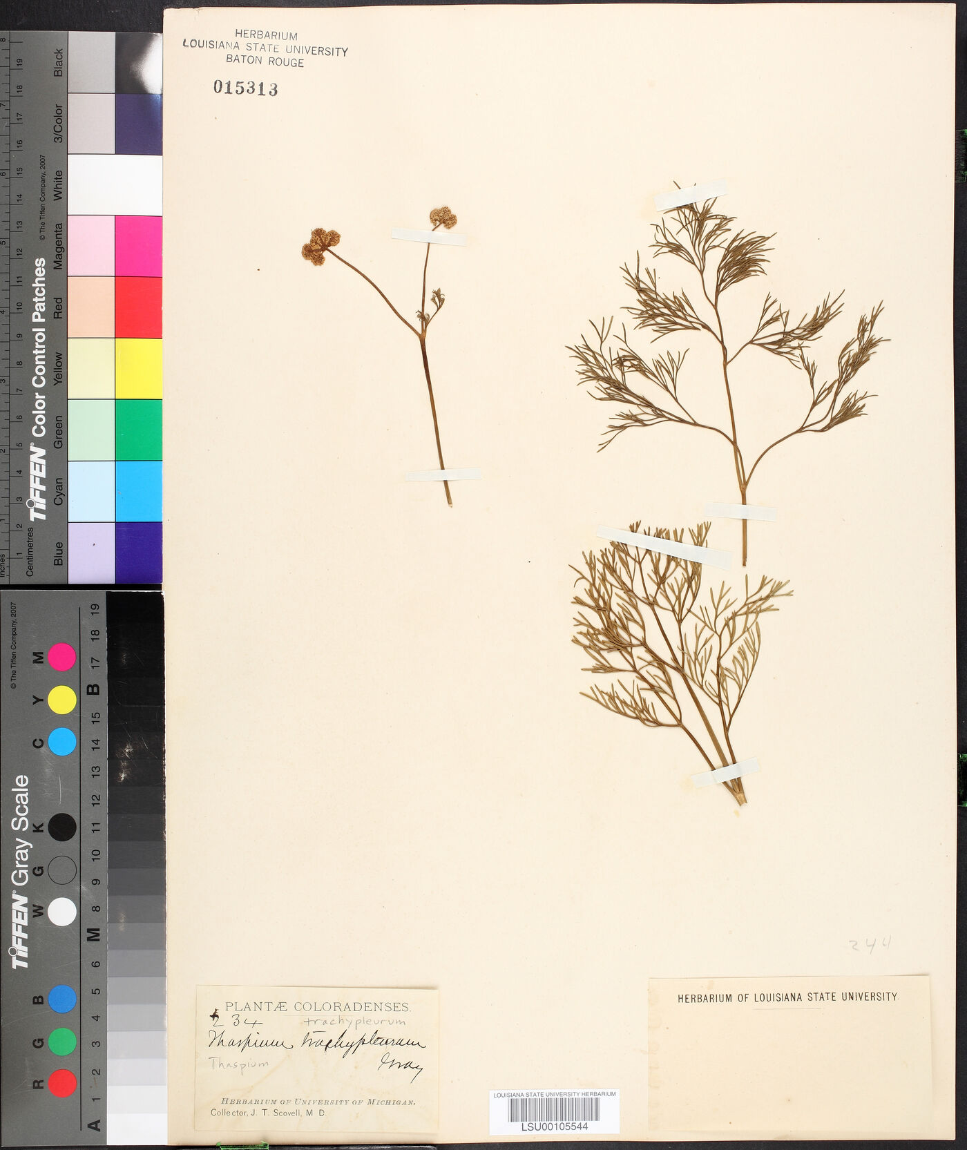 Thaspium trachypleurum image