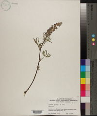Lupinus formosus var. robustus image