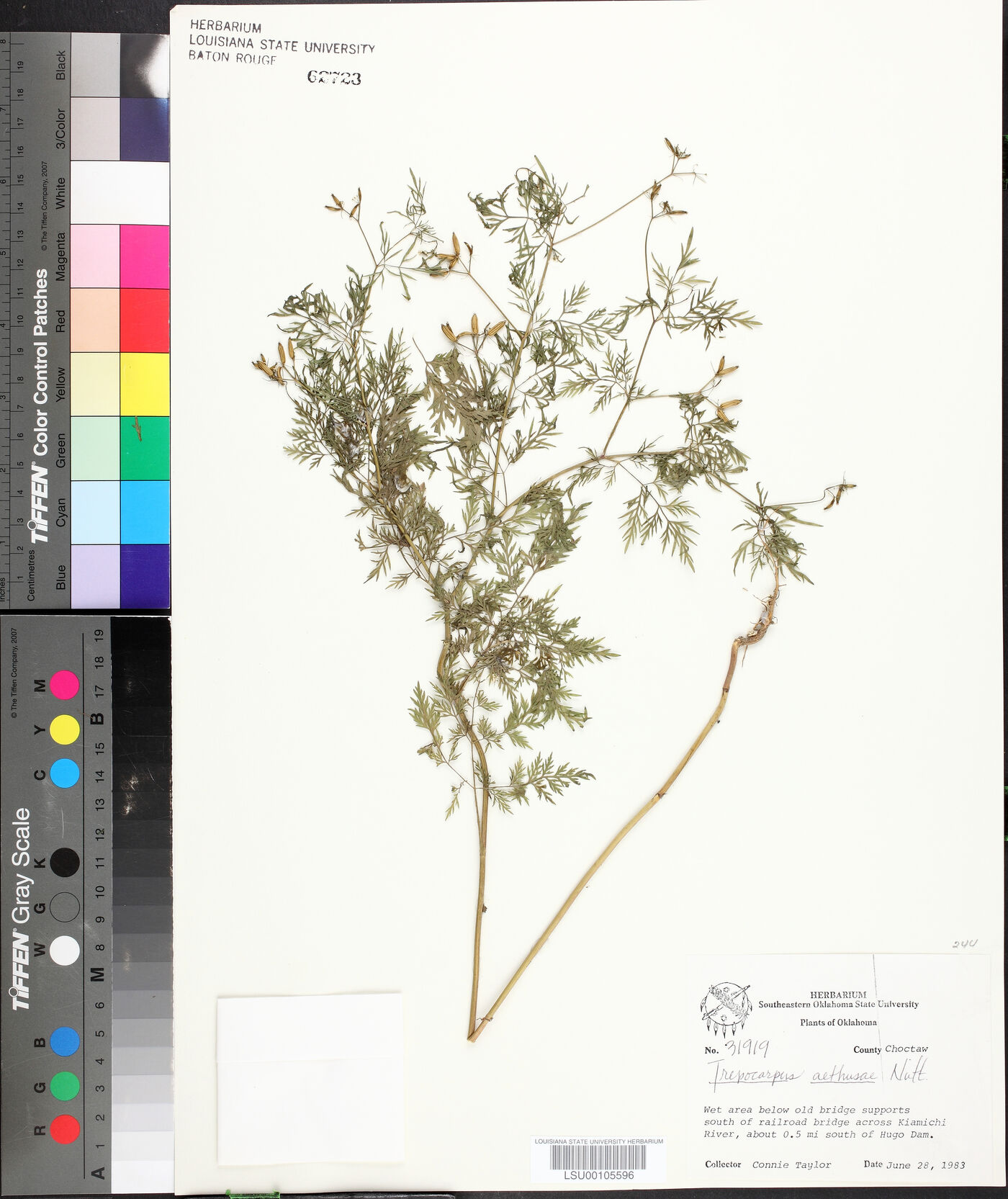 Trepocarpus aethusae image