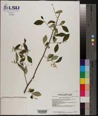 Styrax americanus image