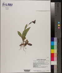 Verbena rigida image