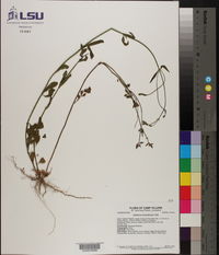 Verbena brasiliensis image