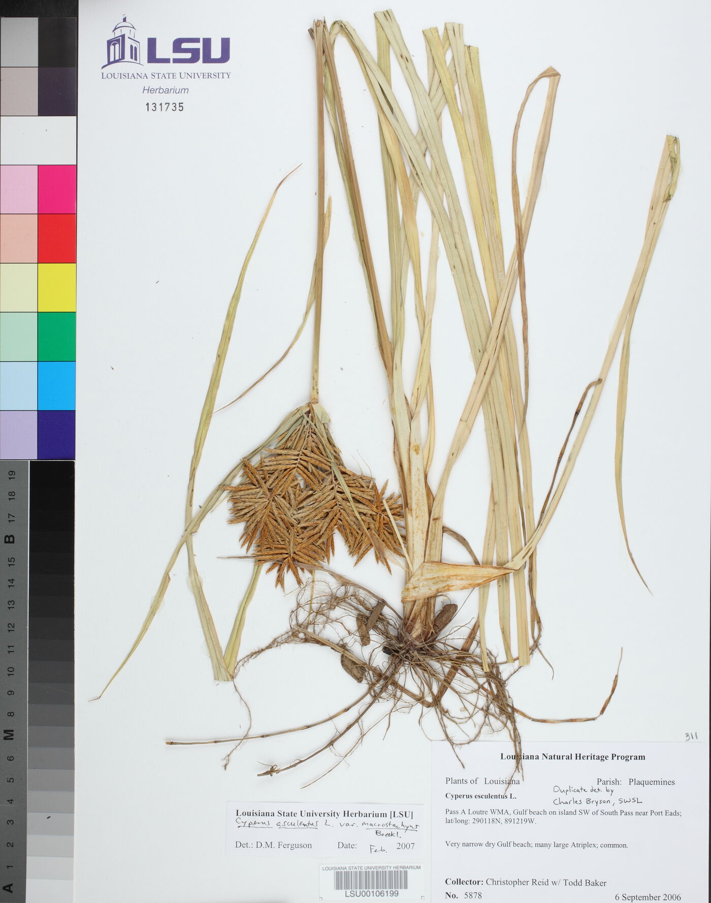 Cyperus esculentus var. macrostachyus image