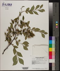 Styrax americanus image