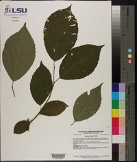 Halesia diptera image