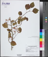 Crataegus viridis image