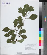 Crataegus viridis image