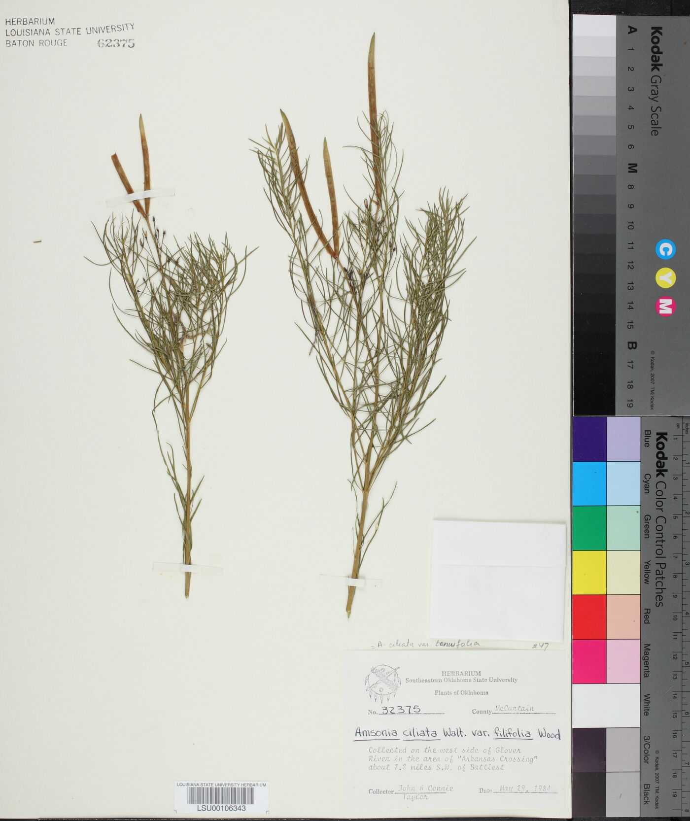 Amsonia ciliata var. tenuifolia image