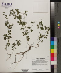 Lespedeza violacea image