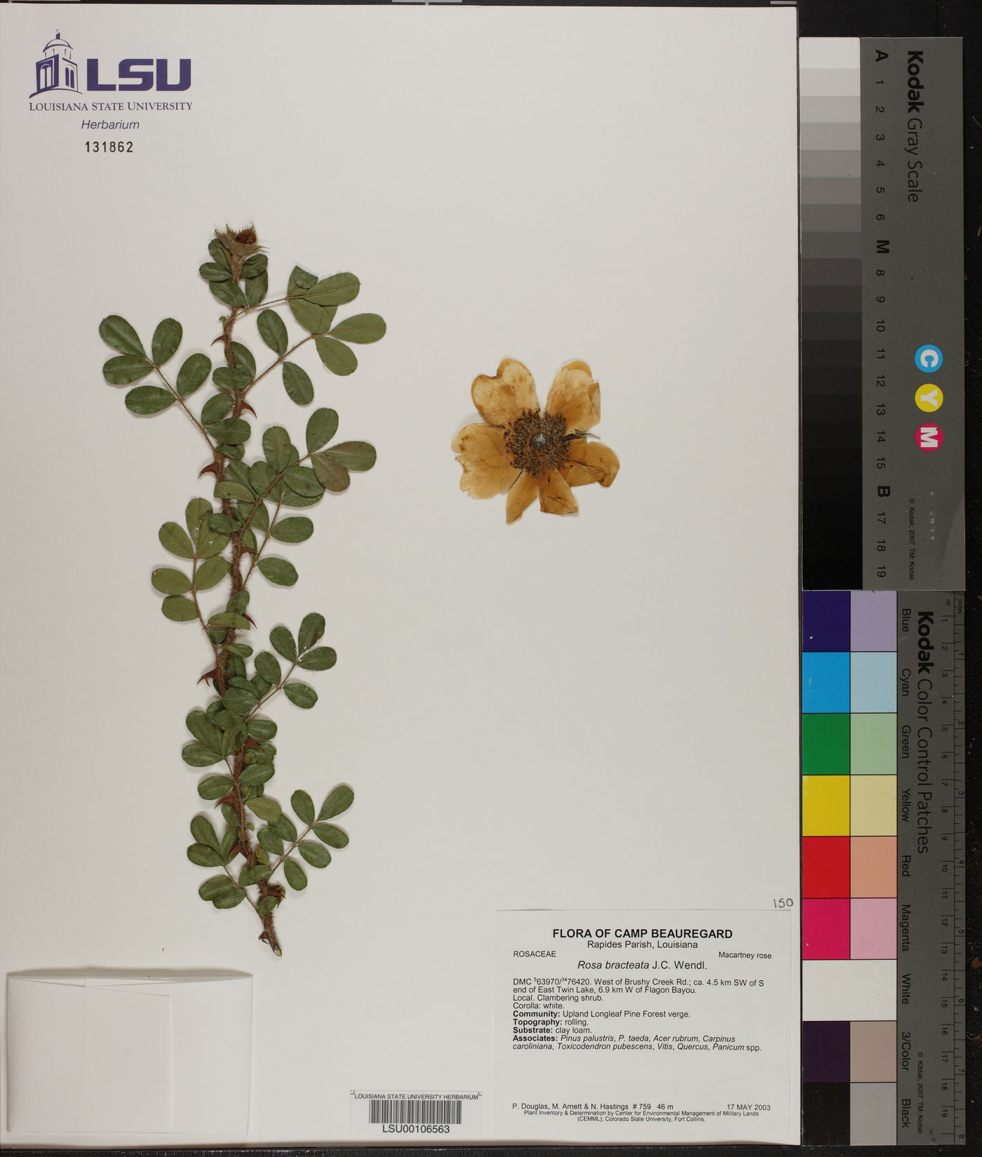 Rosa bracteata image