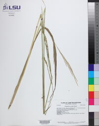 Paspalum urvillei image