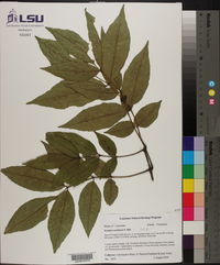 Fraxinus caroliniana image