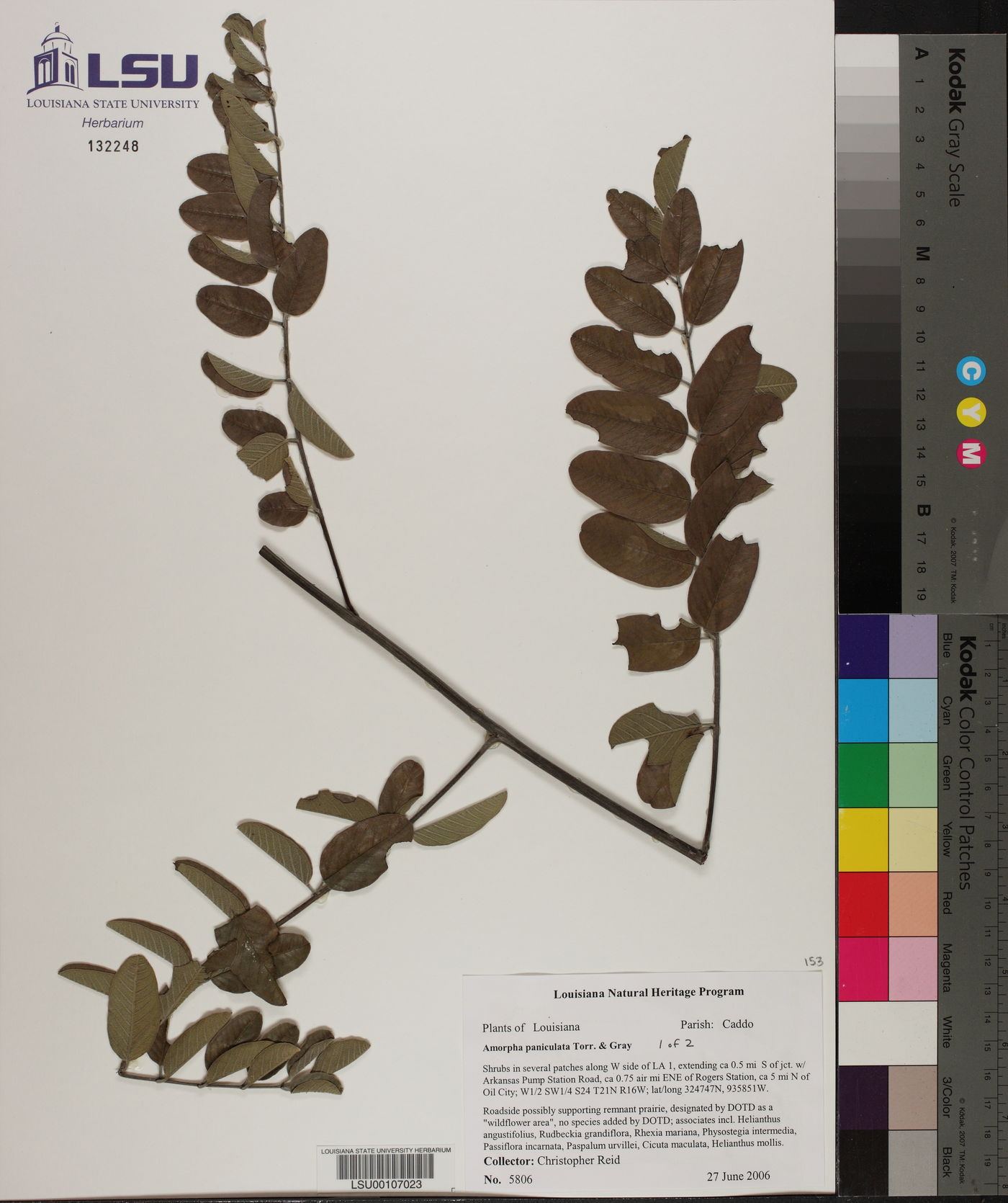 Amorpha paniculata image