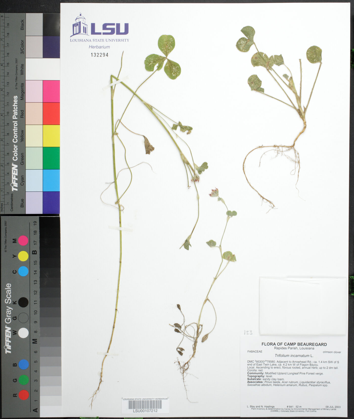 Trifolium incarnatum image