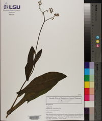 Cynoglossum virginianum image