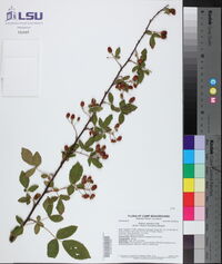 Rubus argutus image