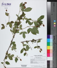 Rubus argutus image