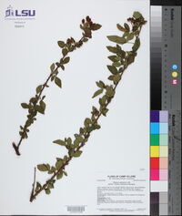 Rubus argutus image