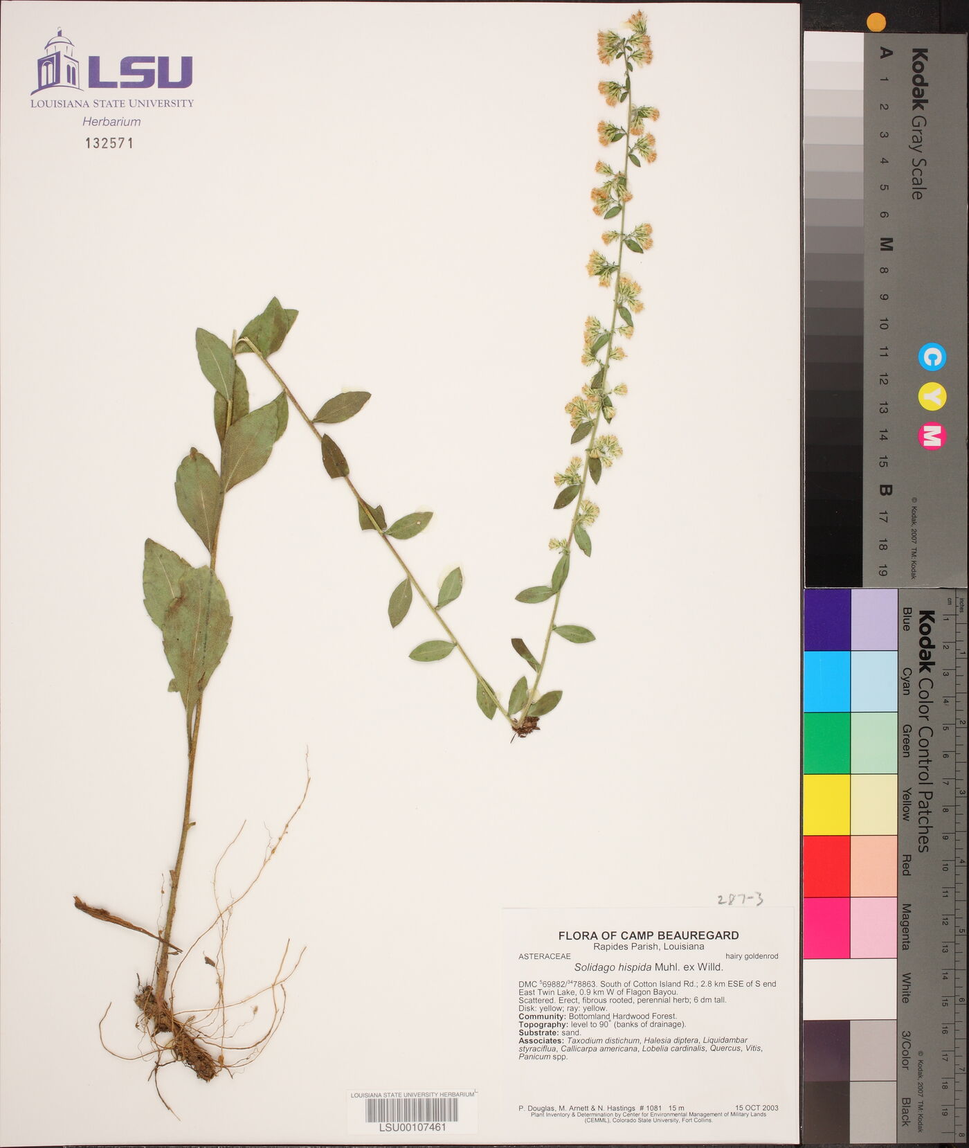 Solidago hispida var. hispida image