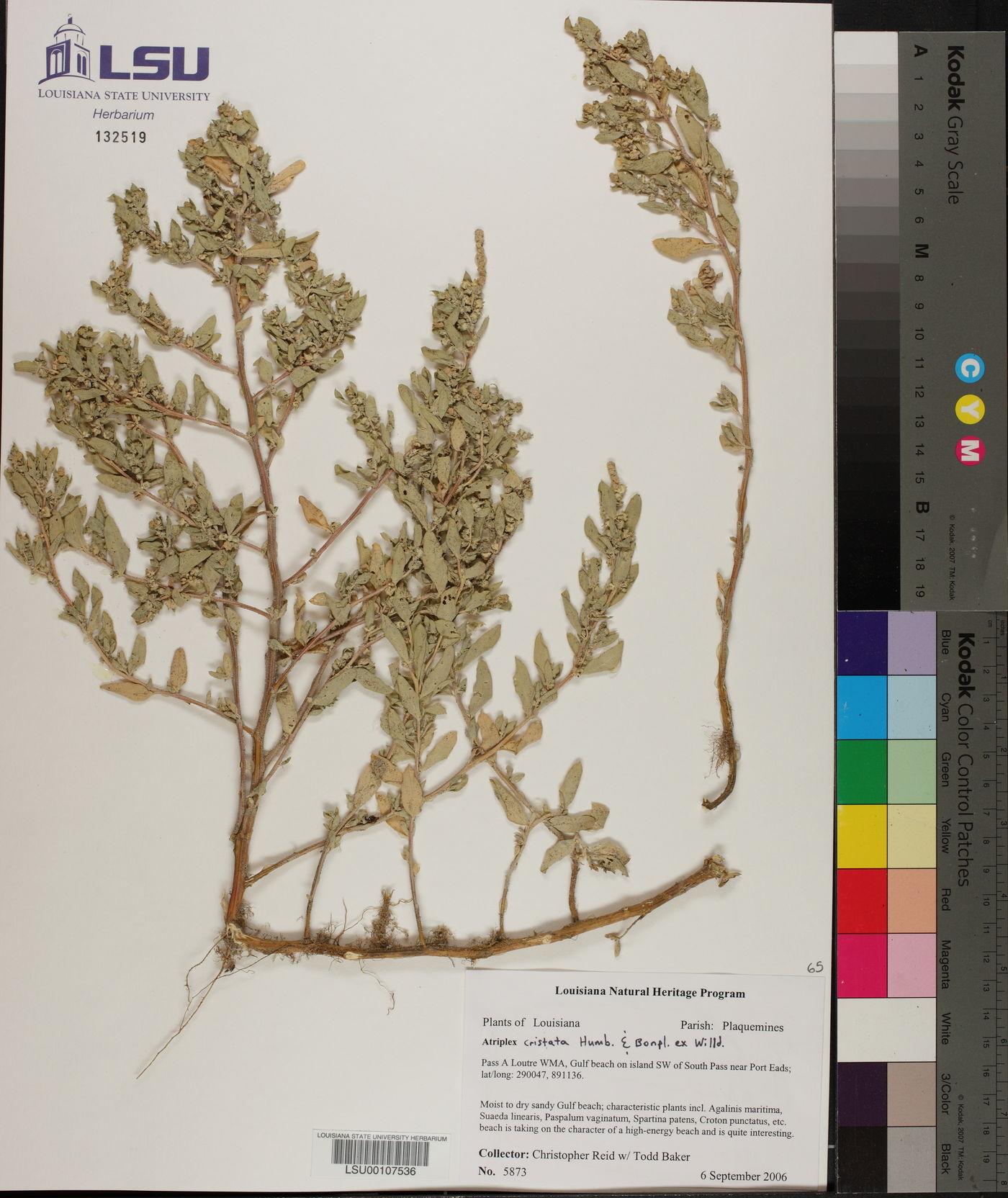 Atriplex cristata image