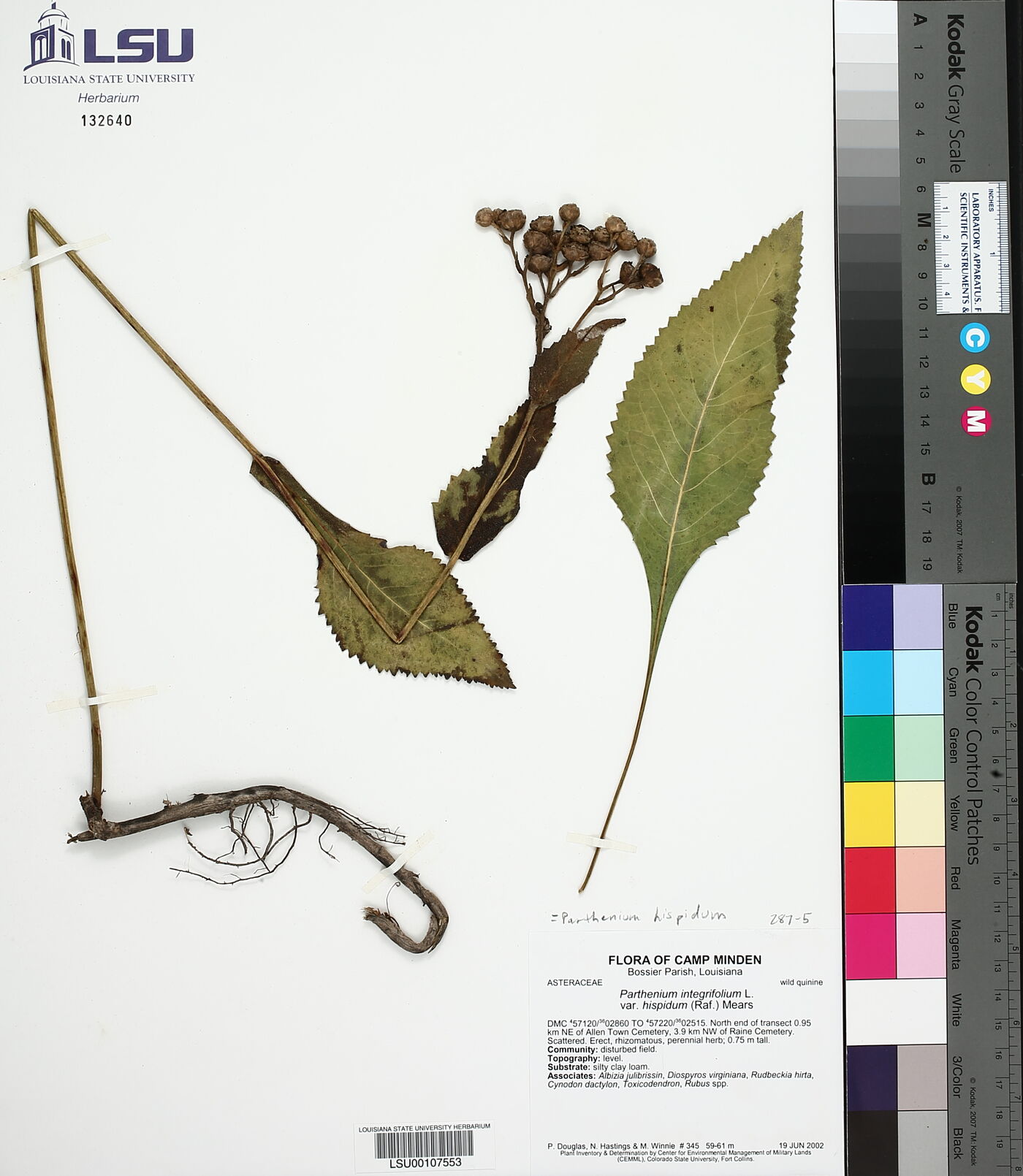 Parthenium hispidum image