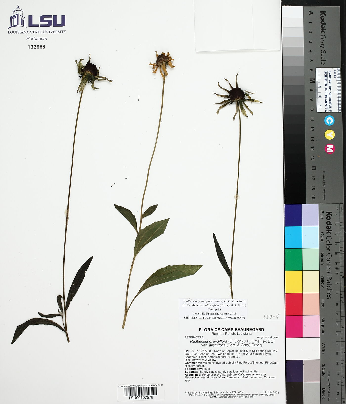 Rudbeckia grandiflora var. alismifolia image