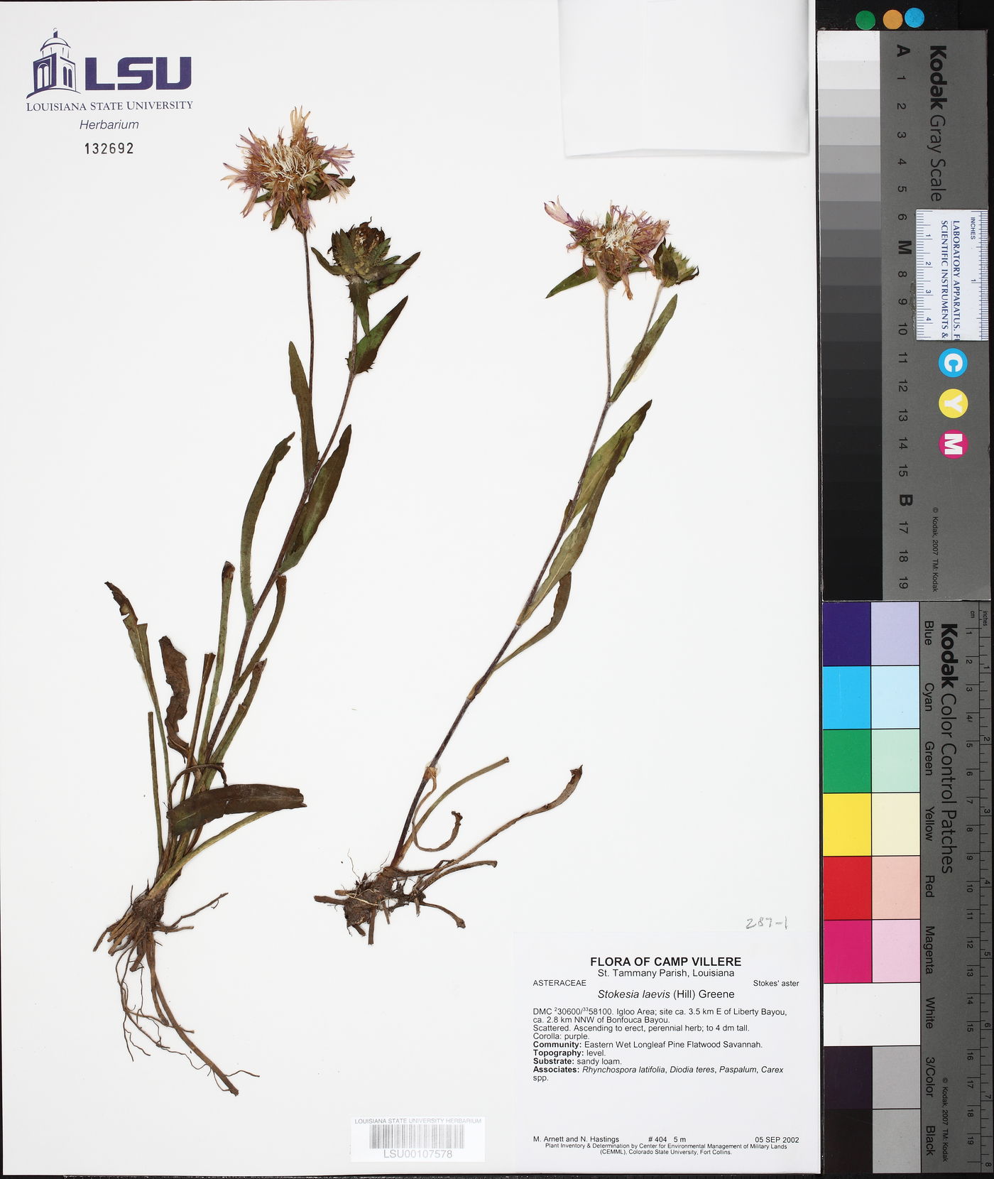 Stokesia laevis image
