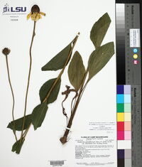 Rudbeckia grandiflora var. alismifolia image