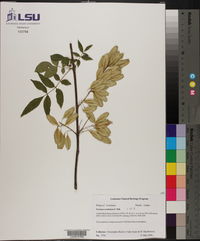 Fraxinus caroliniana image