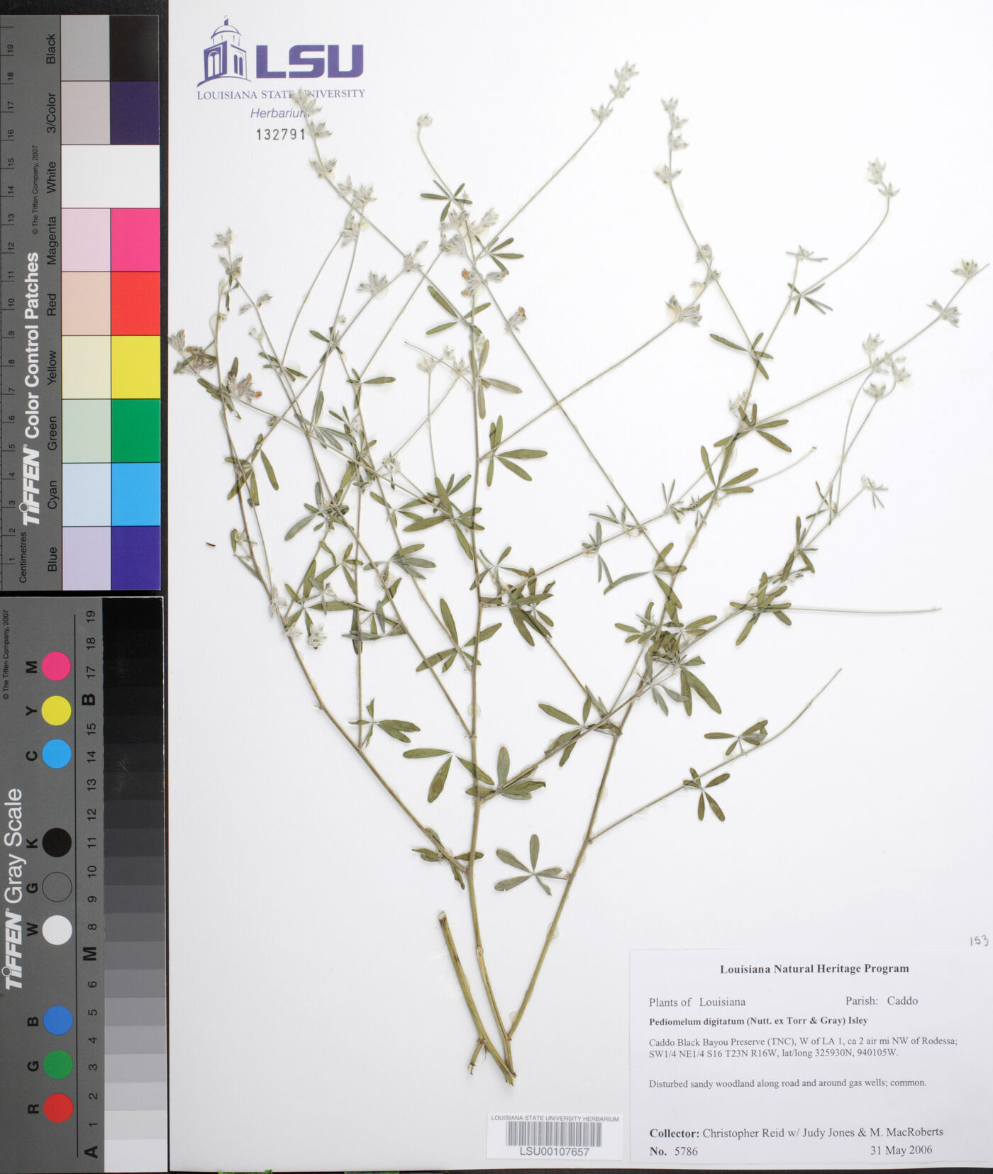 Pediomelum digitatum image
