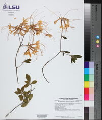 Rhododendron canescens image