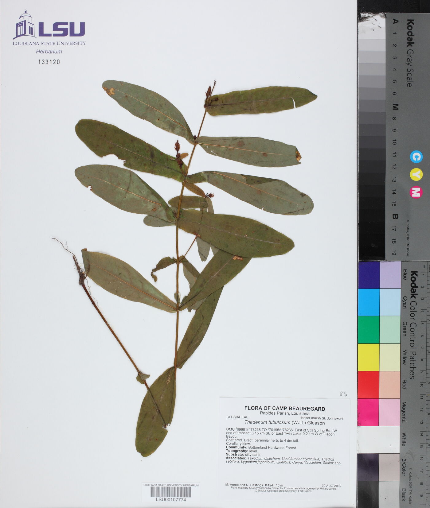 Triadenum tubulosum image