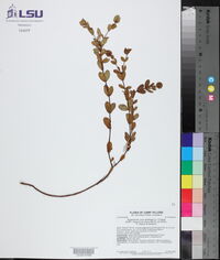 Hypericum crux-andreae image