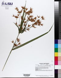Rhynchospora corniculata image