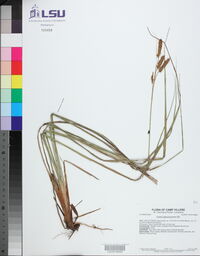 Carex glaucescens image