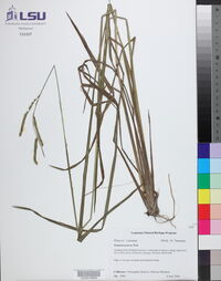 Paspalum praecox image