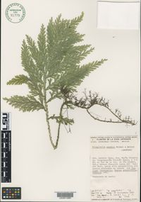 Selaginella illecebrosa image