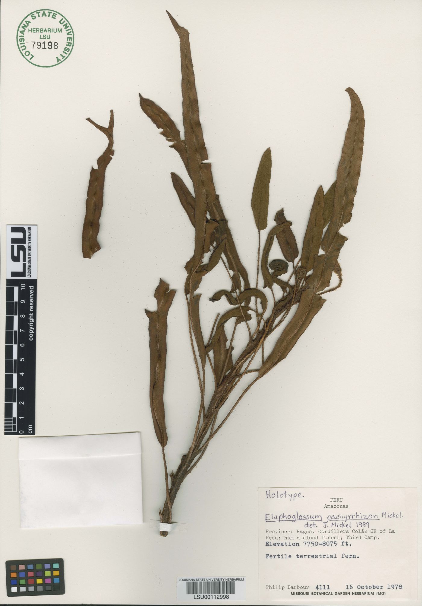 Elaphoglossum pachyrrhizum image