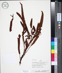Elaphoglossum pachyrrhizum image
