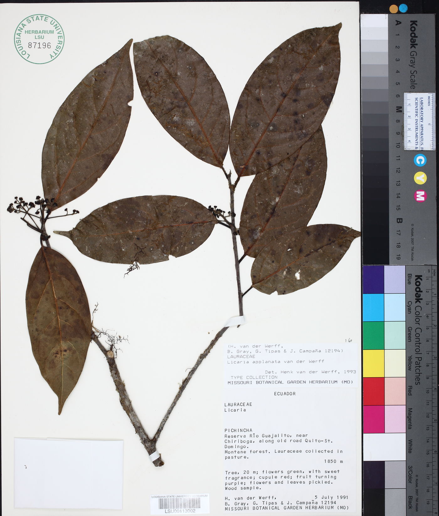 Licaria applanata image