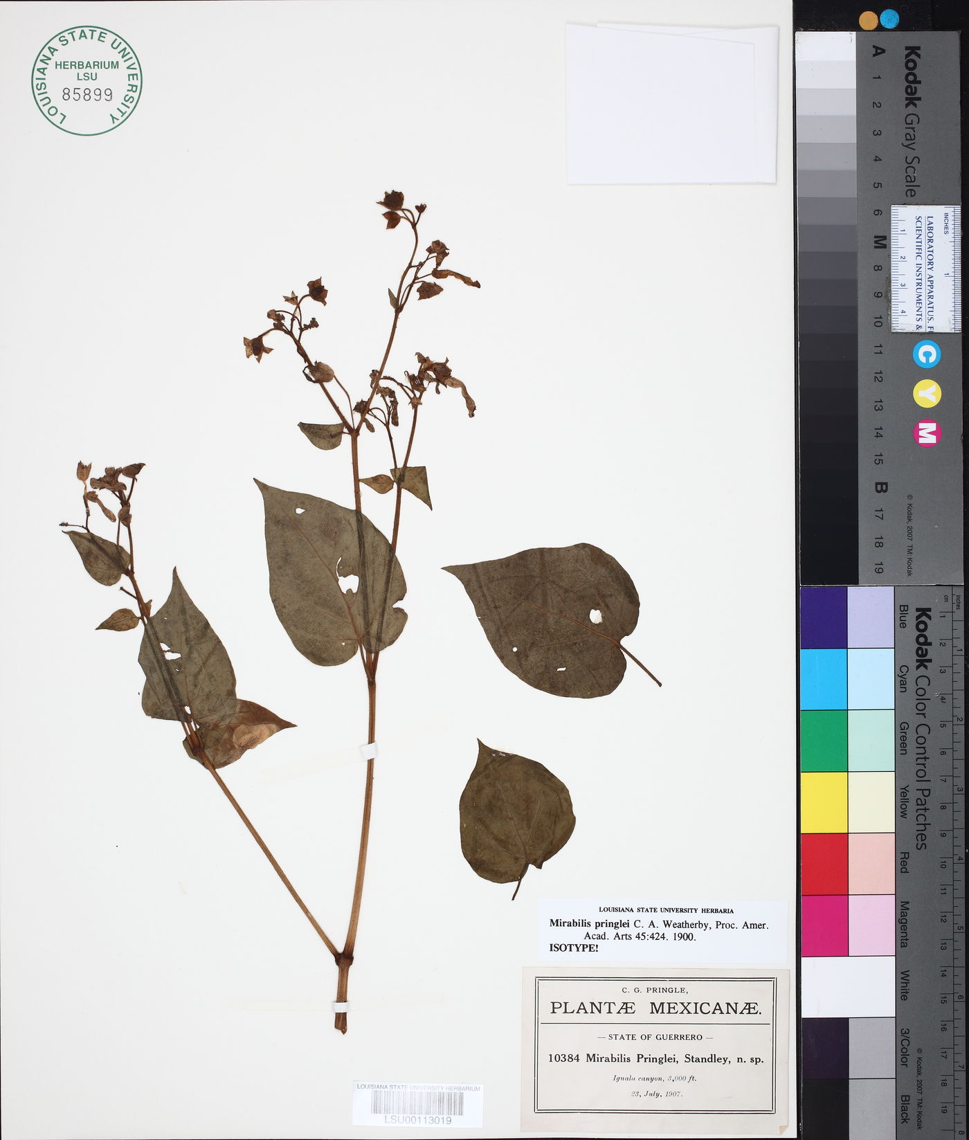 Mirabilis pringlei image