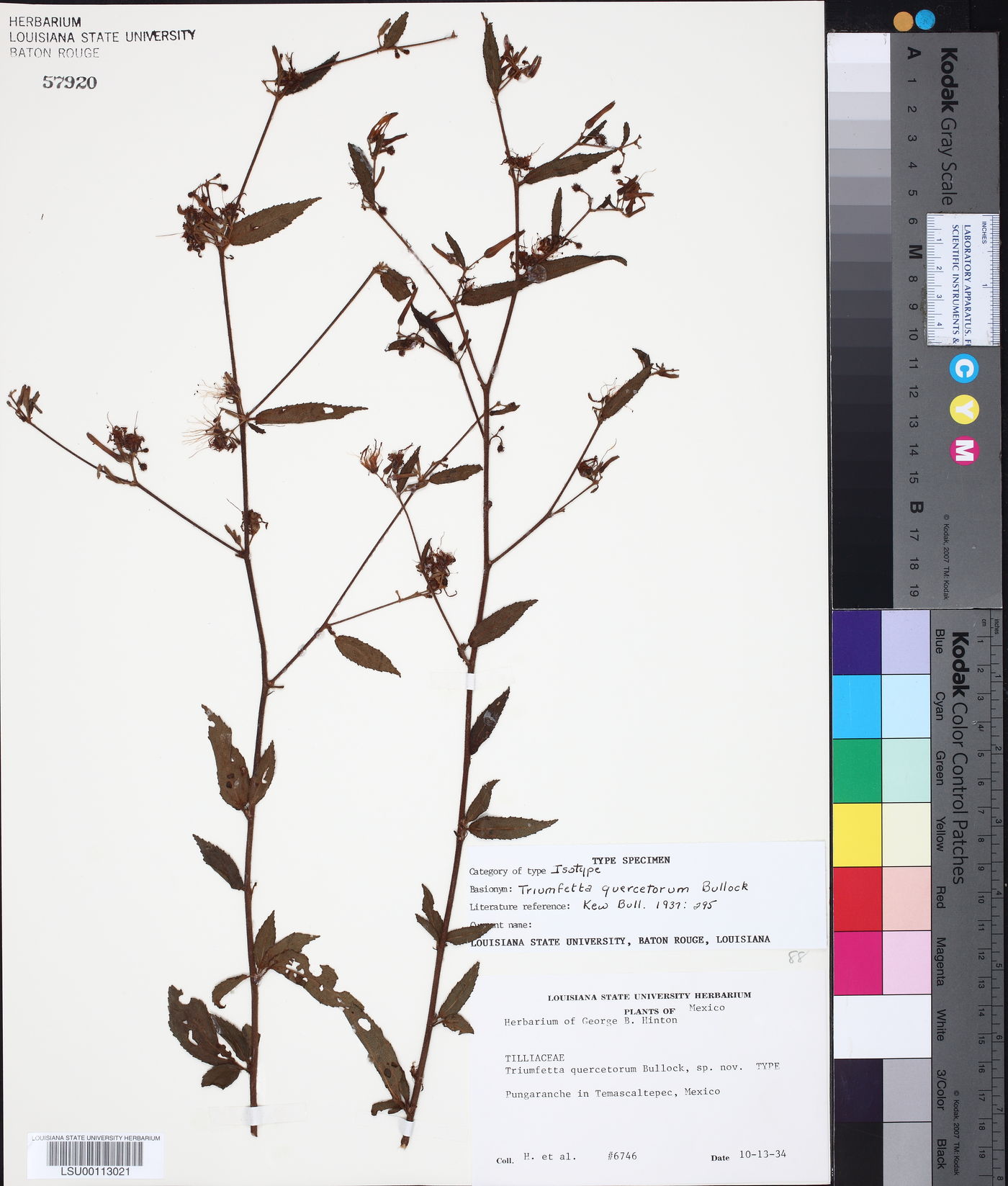 Triumfetta quercetorum image