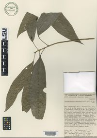 Chiangiodendron mexicanum image
