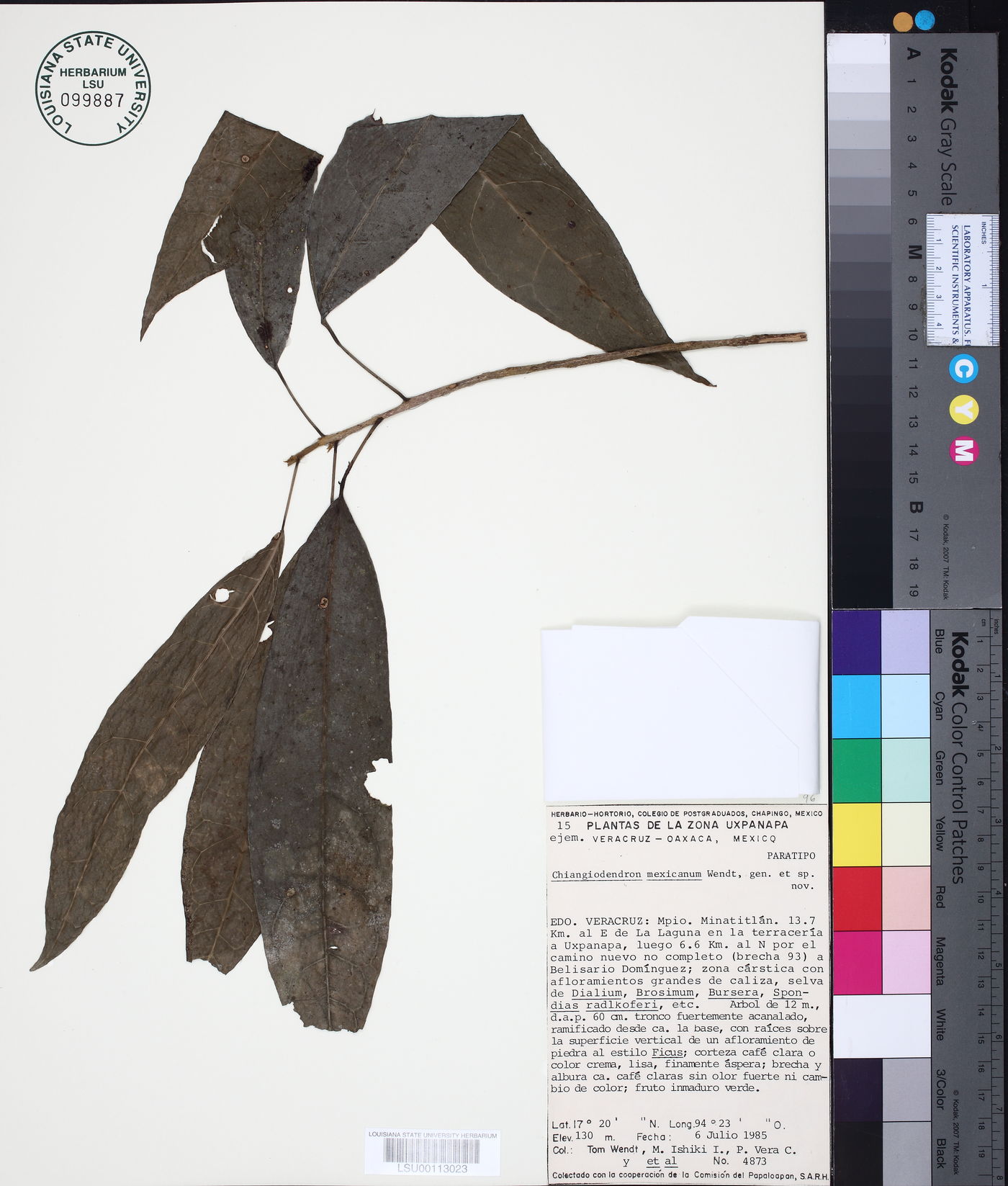 Chiangiodendron image