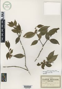 Ilex pringlei image