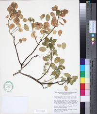 Euphorbia gradyi image