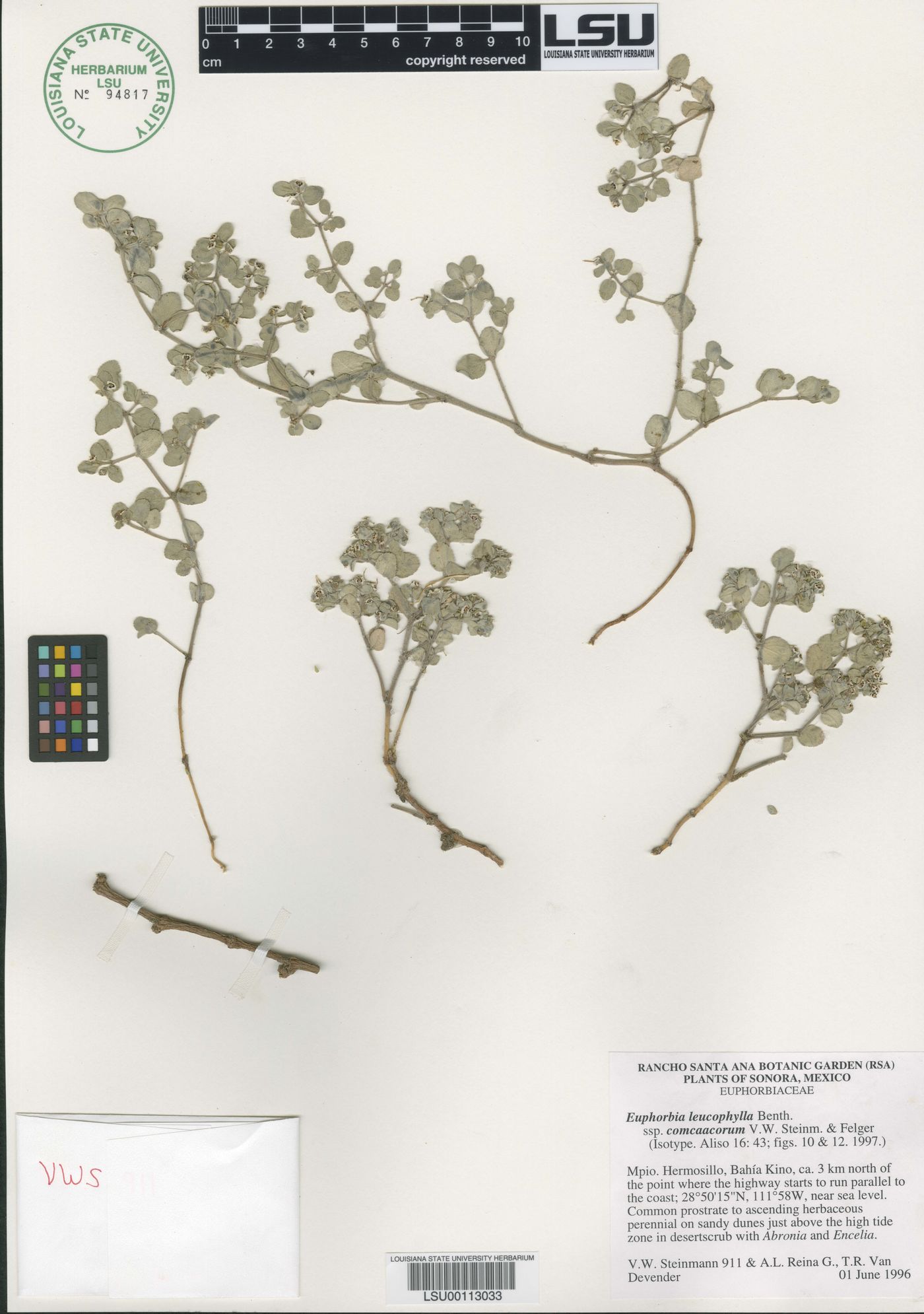 Euphorbia leucophylla subsp. comcaacorum image